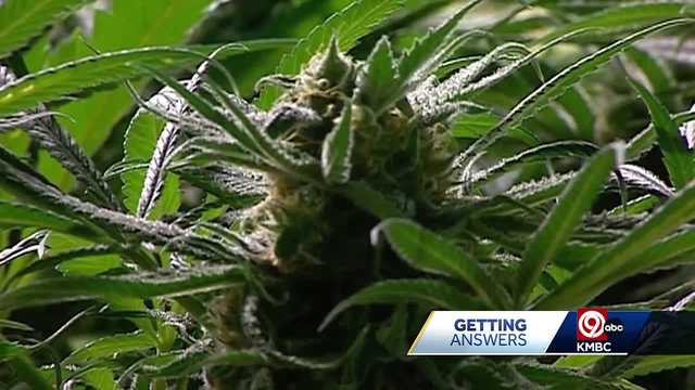 Marijuana microbusiness licenses awarded in Missouri - Vimarsana News