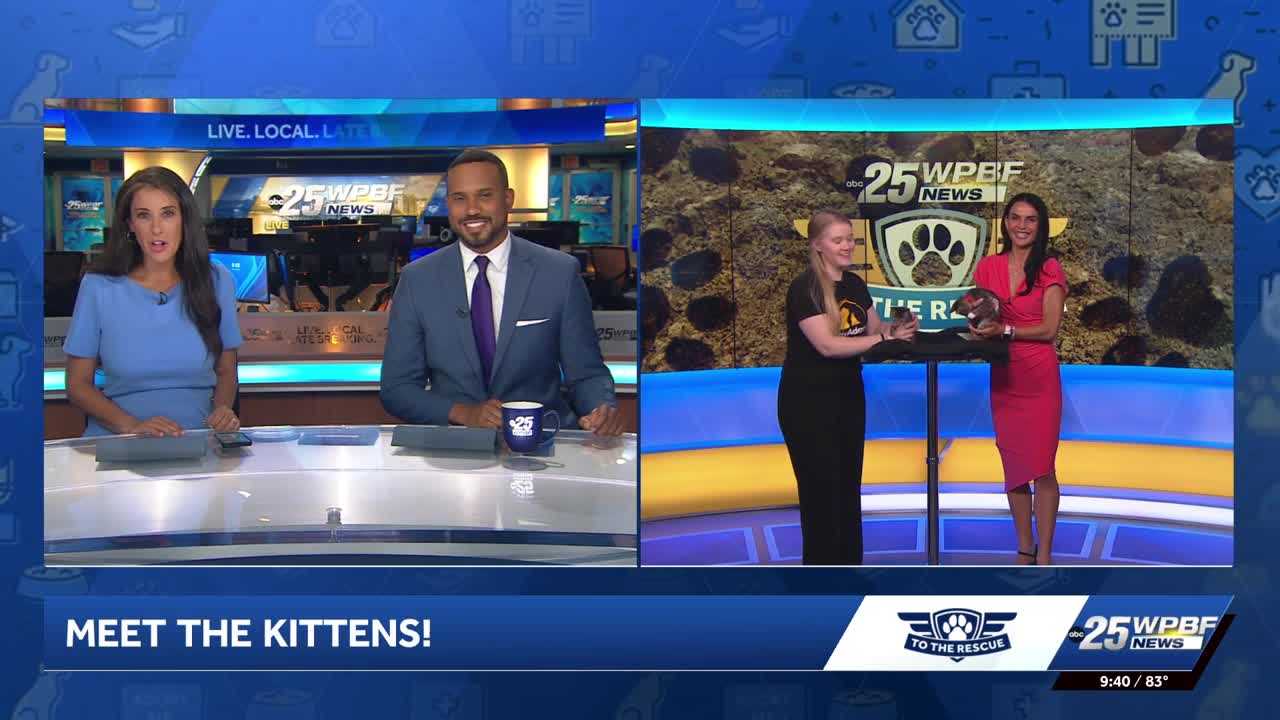WPBF to the Rescue: Helping animals find forever homes