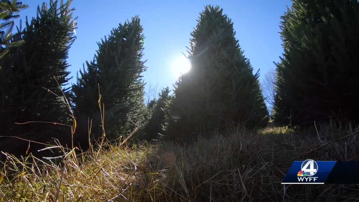 Waynesville Christmas tree farm provides seasonal tradition for many