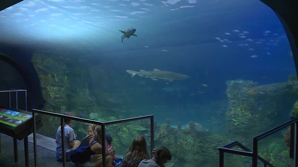 VIDEO An early look at the KC Zoo's new aquarium
