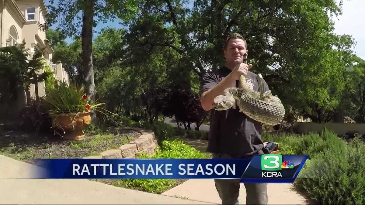 Meet the retired Marine who spends his days wrangling NorCal rattlesnakes