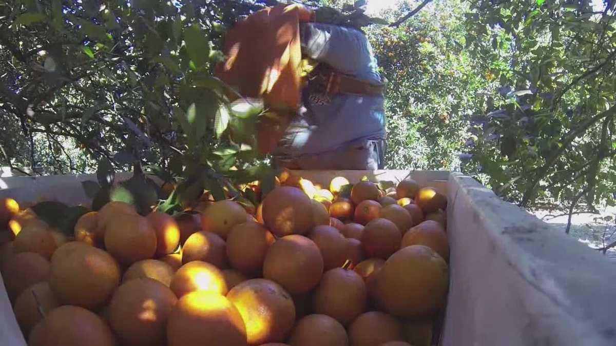 Growers protecting citrus from the freeze