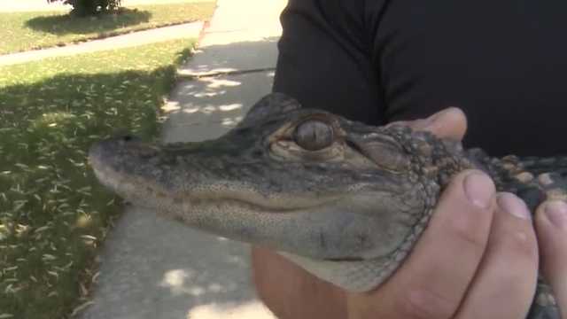 Kids find alligator roaming Wisconsin neighborhood - Vimarsana News
