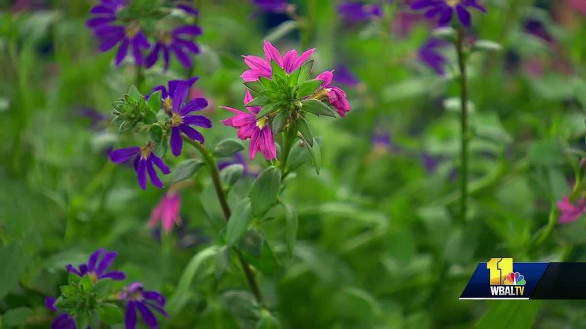 Plant Questions These plants love the heat