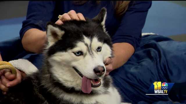 Meet Maya. A 3-year-old husky with lots of energy - Vimarsana News