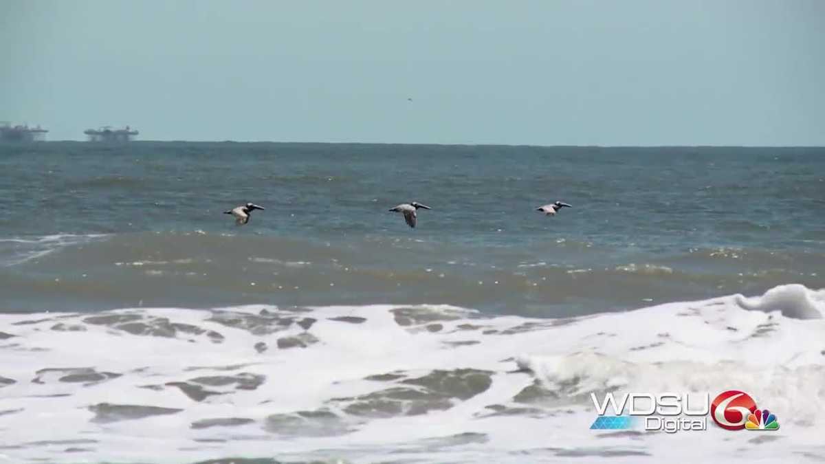 Here's why Elmer's Island is so important to the Louisiana ecosystem