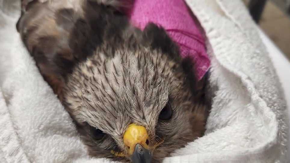 Red-shouldered hawk returns to wild after 77-day recovery at Peace ...