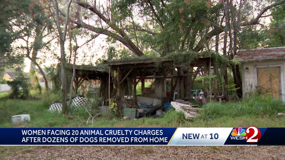Florida woman arrested; 32 live dogs, 1 dead dog removed from home