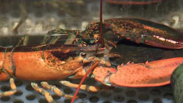 Split lobster at Seacoast Science Center in Rye, New Hampshire. - Vimarsana News