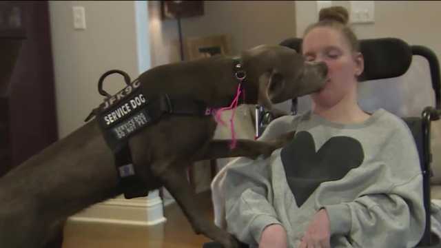 Meet Bella, a life-saving service dog helping an 18-year-old with cerebral palsy - Vimarsana News