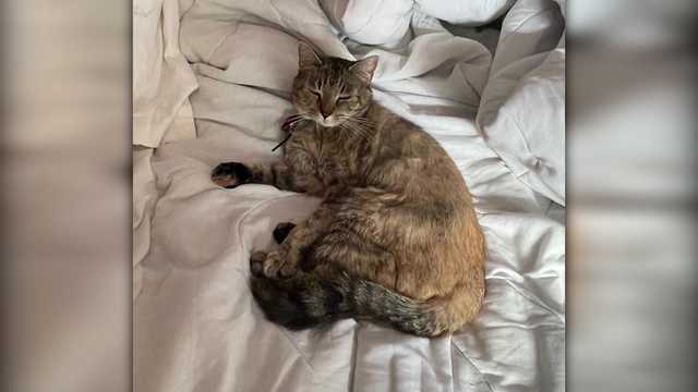 Third cat attack linked to string of Cambridge abuse cases - Vimarsana News