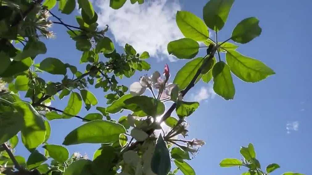 NH seeks disaster declaration after May frost hurt farms - Vimarsana News