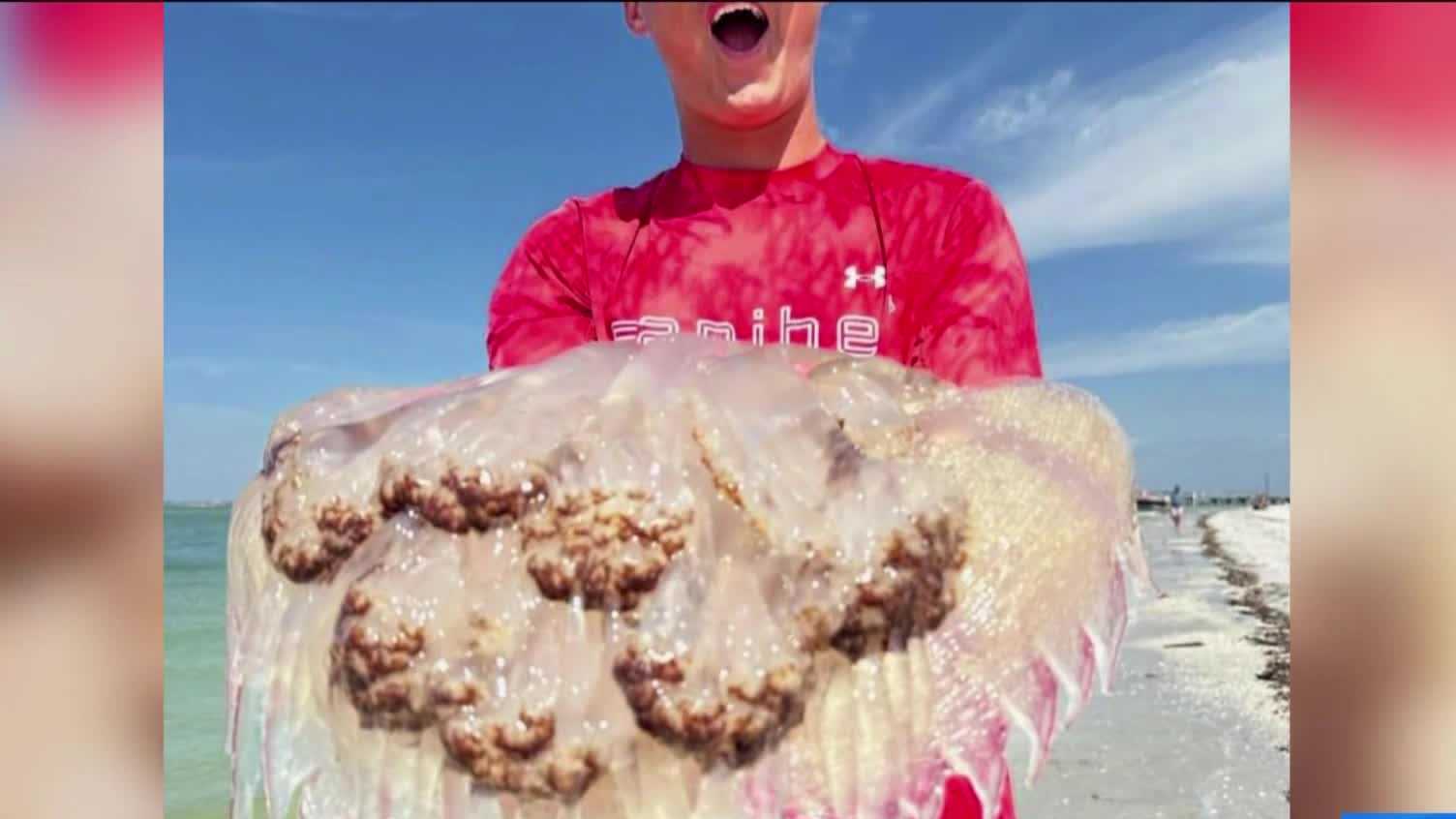 Large mushroom cap jellyfish spotted on beaches in Florida - Vimarsana News