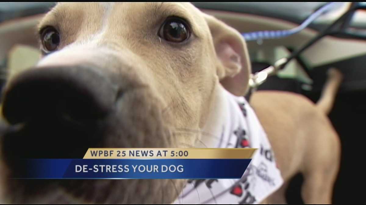 Special Report A breakthrough solution to destressing your pet