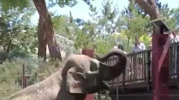 Elephant escapes New Mexico zoo