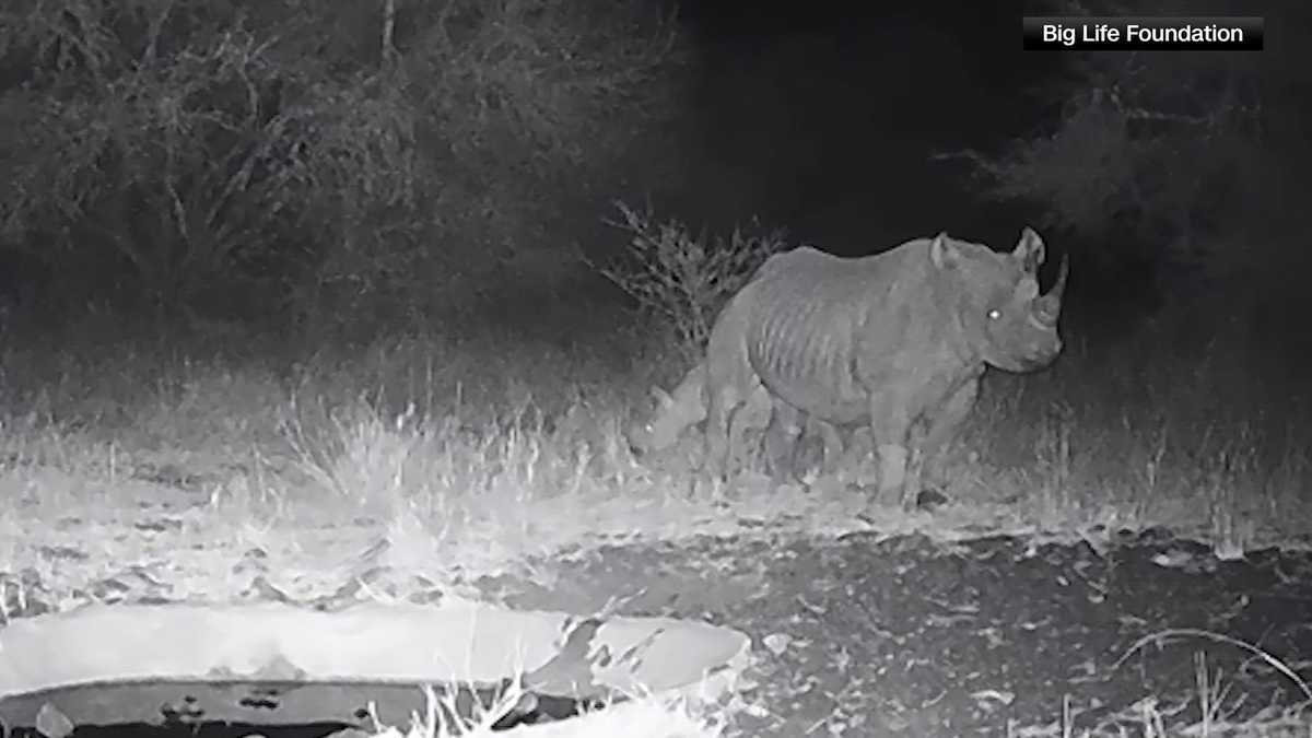 Birth of a critically endangered black rhino confirmed in a national park in Kenya