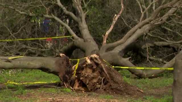 After Sunday storm, downed trees can be seen across Sacramento County - Vimarsana News