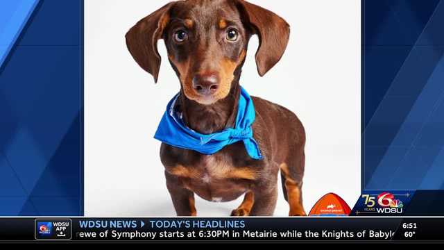 New Orleans rescue dog chosen for Puppy Bowl - Vimarsana News