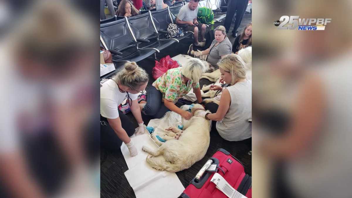 Service dog goes into labor in Florida airport