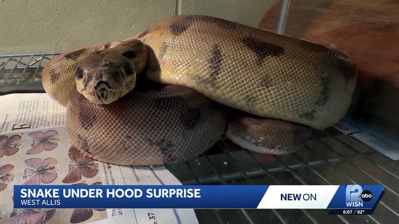 'It's almost the size of me!': Boa constrictor discovered under car hood