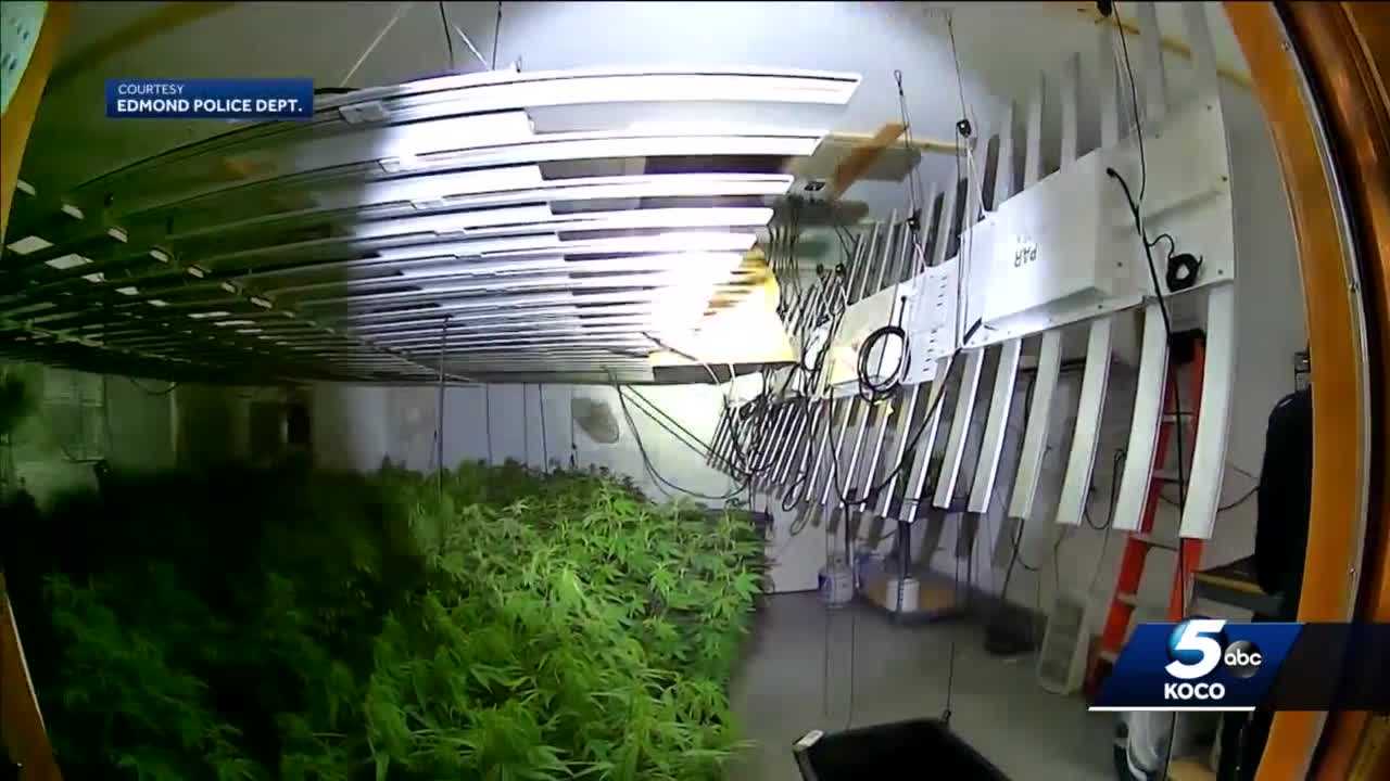 ILLEGAL MARIJUANA GROW: Man sought in connection with several illegal marijuana grow operations in OKC metro - Vimarsana News