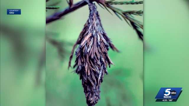 Bagworms in Oklahoma: What to know and how to remove them