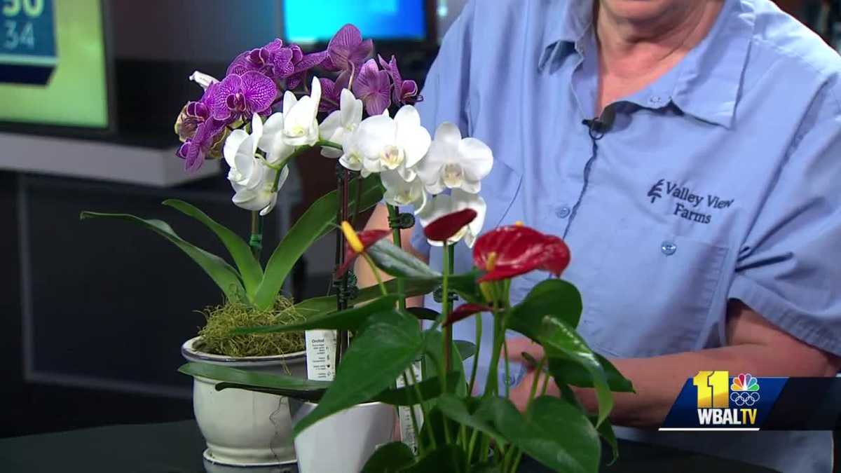 Plant Questions: Caring for V-Day roses