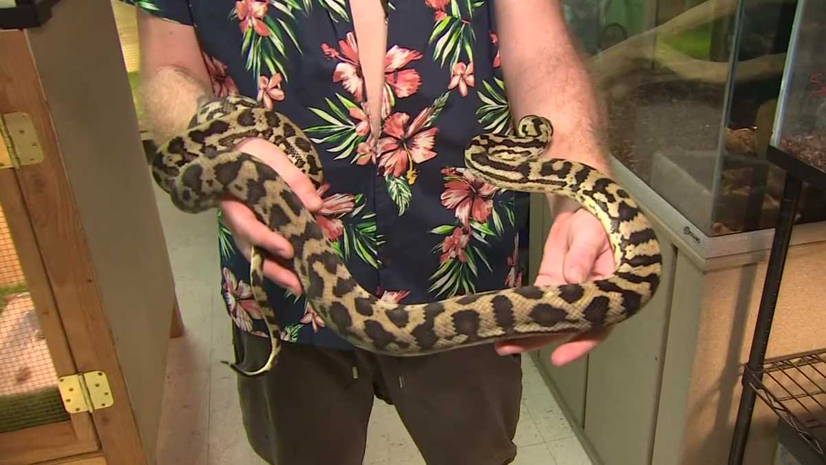 A pet python on the loose in the Texas area