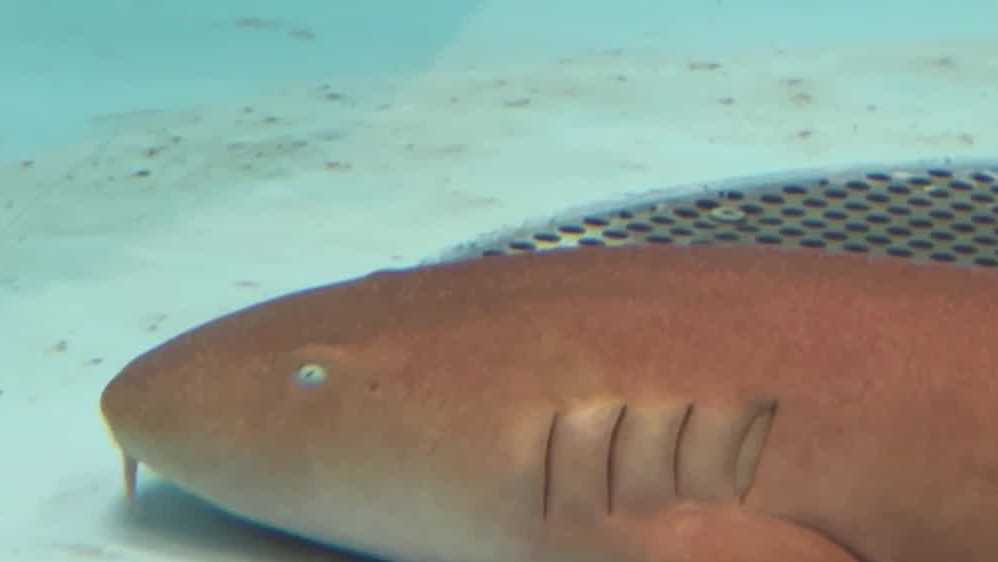Researchers Using Sharks In Fight Against COVID 19