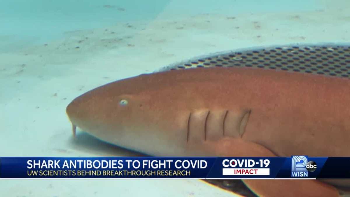 Baby Shark Lends a Fin to Combat COVID-19 - PAHO/WHO