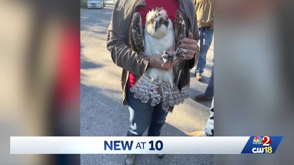 Osprey stuck in tree rescued by Florida firefighters