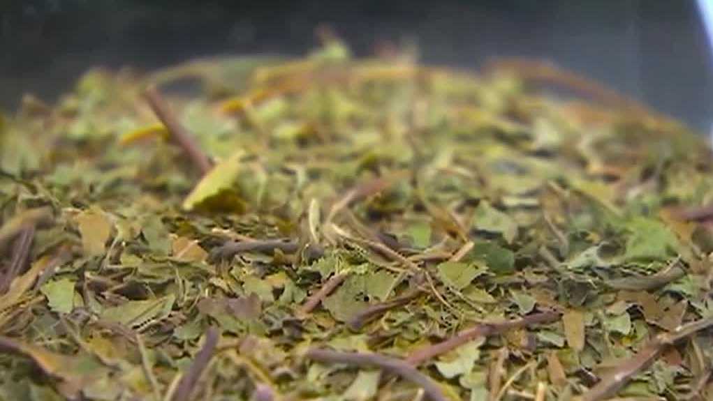 Town of Seabrook considers ban on kratom over concerns about synthetic version