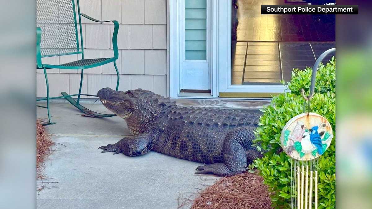 12-foot alligator surprises Southport homeowner in porch-side visit in North Carolina