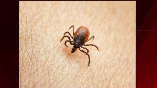 Mainer dies following rare virus spread by infected tick bite officials confirm – WMTW Portland
