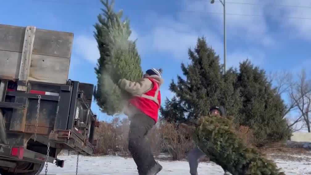 Omaha Boy Scouts Christmas tree cleanup helps zoo, environment