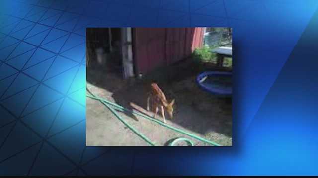 WISN 12 News investigates what really happened to Giggles