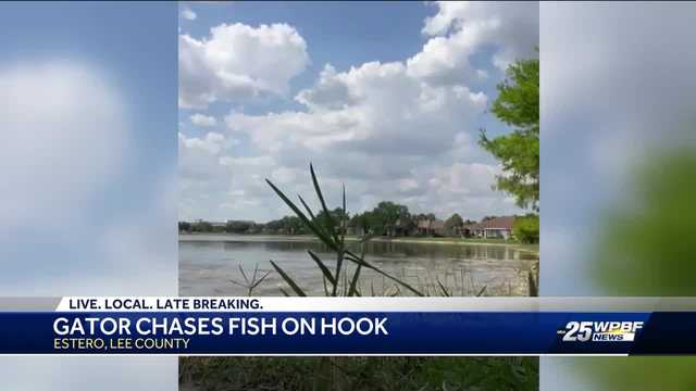 fish and hooks to gator motorsports fl 10/0 Snatch Hook For Professional Alligator Hunting 6oz / Rigged Target large freshwater or saltwater fish with confidence using the Eagle Claw LSGATOR weighted treble hook Alligator Hooks Alligator Twine and