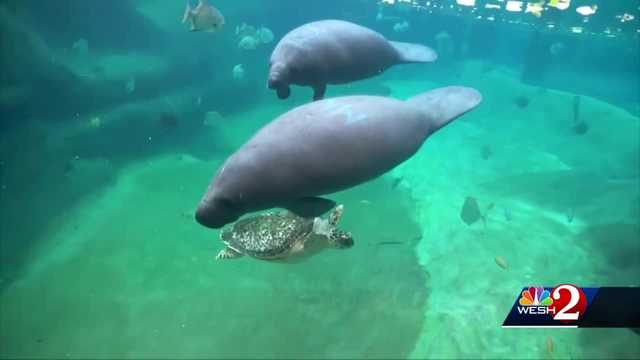 Florida commissioner proposes killing manatees to curb starvation - Vimarsana News