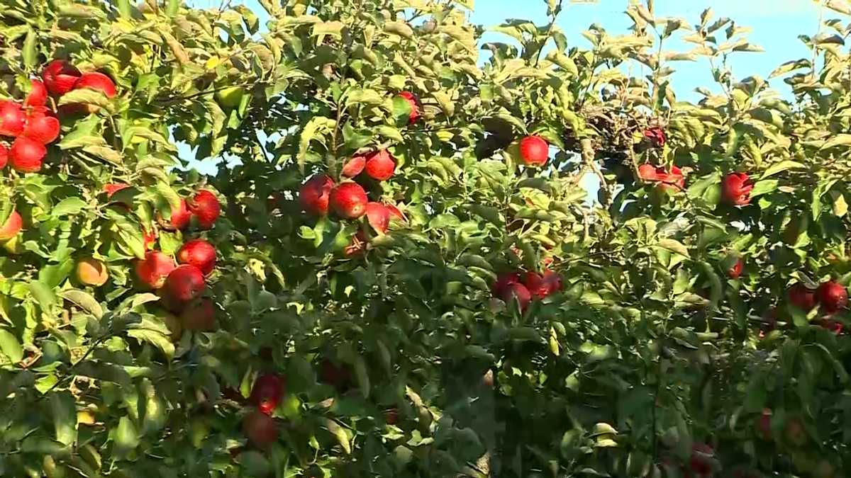 'Super Bowl' of Massachusetts apple picking season this weekend
