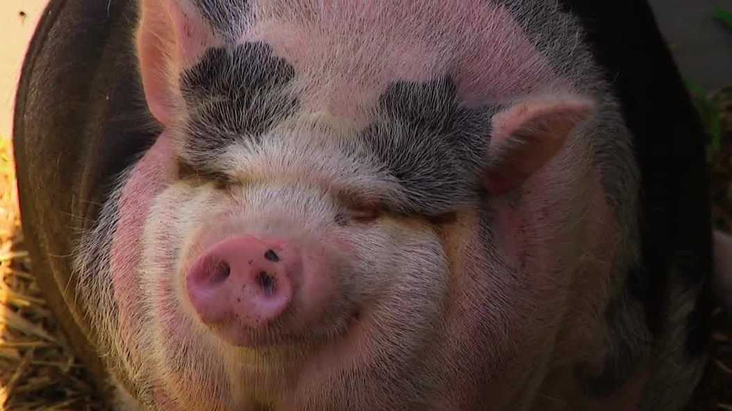 Potbellied pig 'Cupcake' becomes a local favorite with shrimpers across Fort Myers Beach