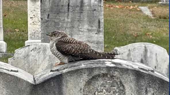 Common cuckoo in Portsmouth