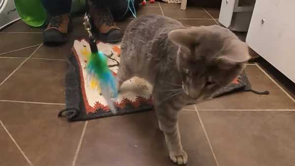 Animal Rescue League of Iowa calls on lawmakers to make animal torture a felony