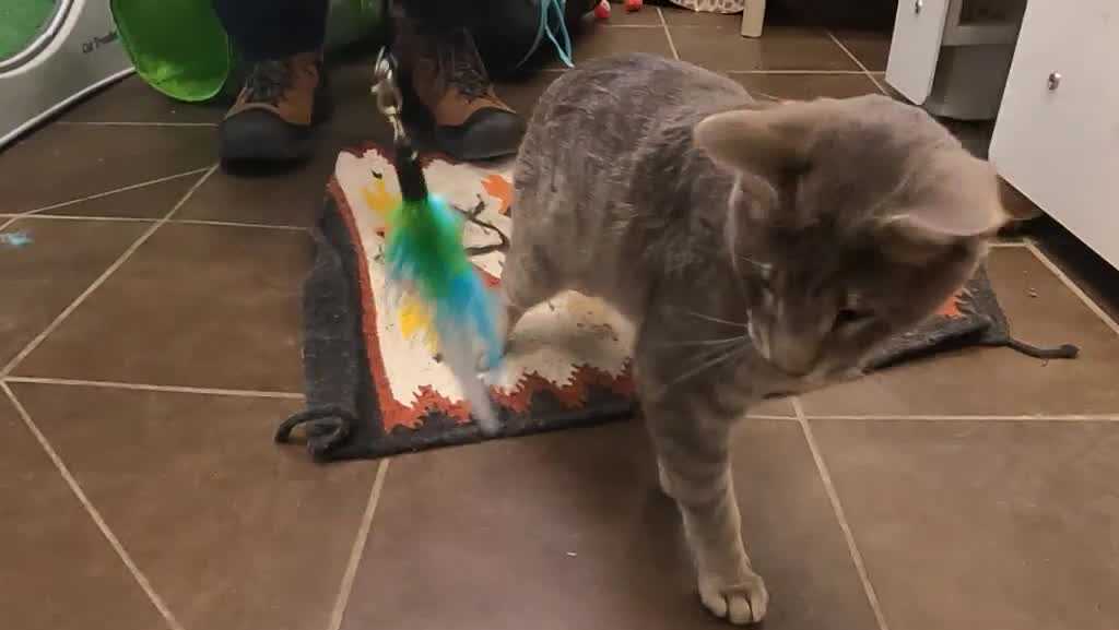 Animal Rescue League of Iowa calls on lawmakers to make animal torture a felony