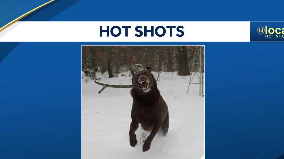 U local hot shot dog playing in snow