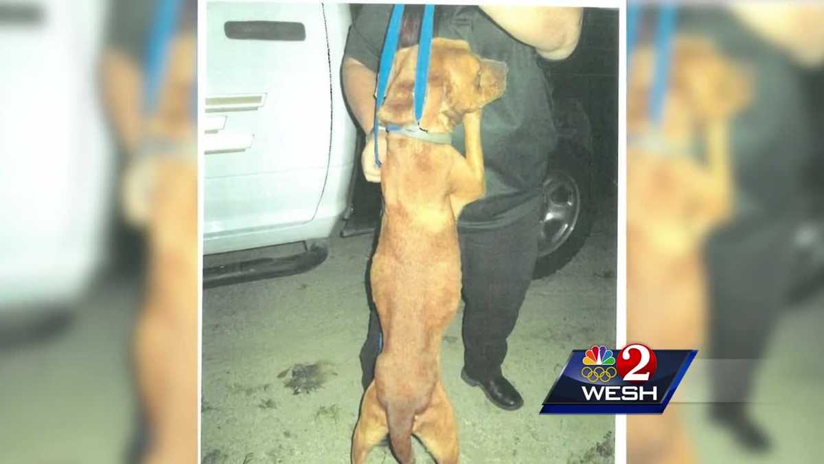 DeBary couple charged with animal cruelty after dog found dead