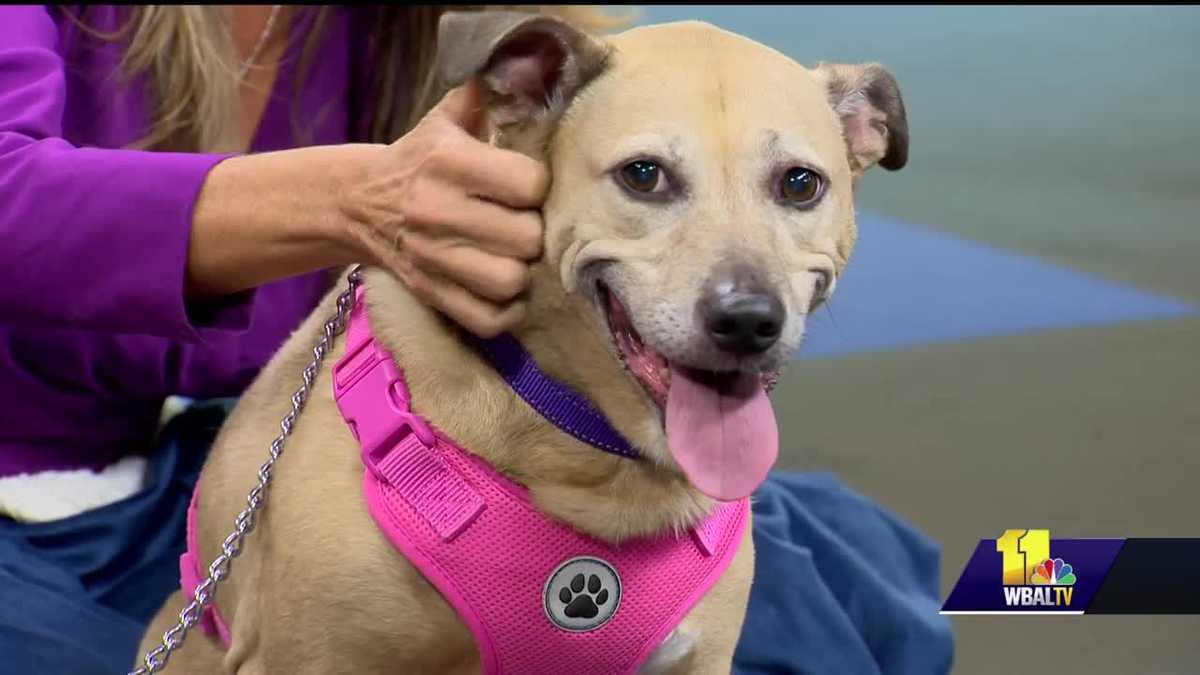 Meet Chelsea from the Humane Society of Harford County