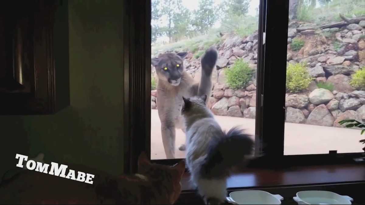 Must see Fearless cats who use up some of their 9 lives
