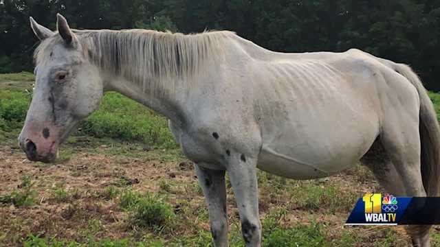 Investigation leads to charges against horse farm operator - Vimarsana News