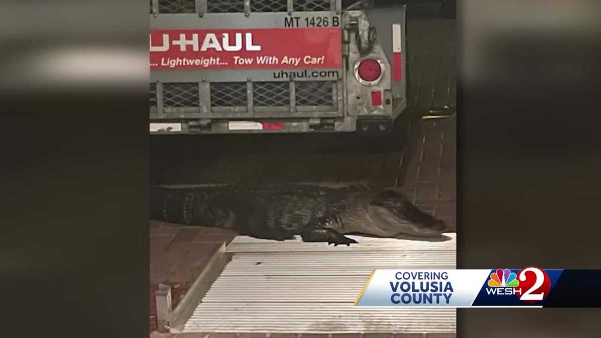 Daytona Beach gator attack: Man bitten by gator at front door