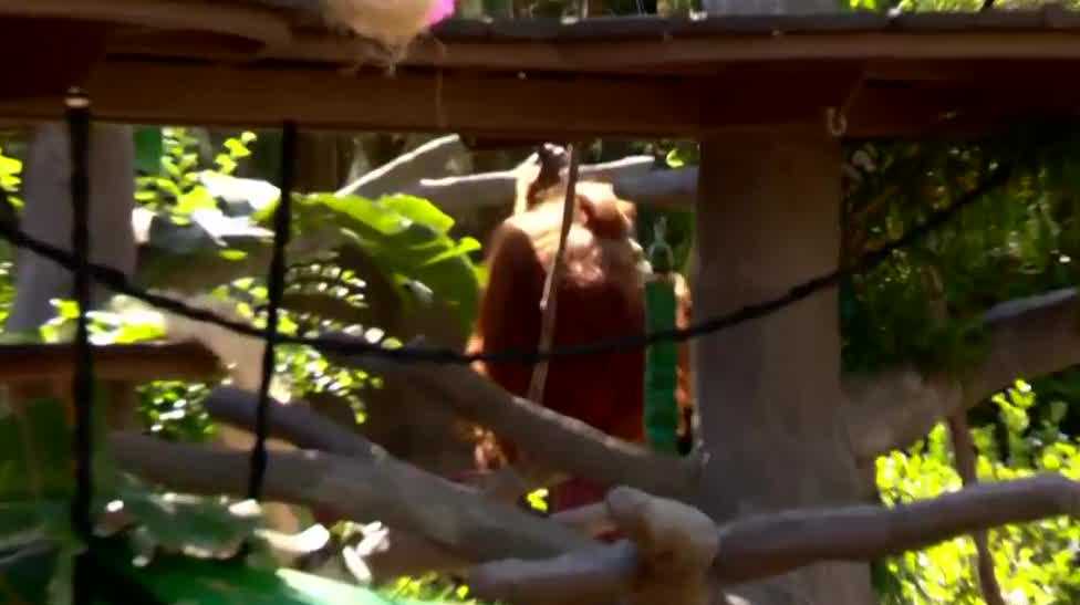 Sacramento Zoo celebrates grand opening of renovated orangutan habitat